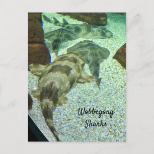 Carte Postale Les requins Wobbegong
