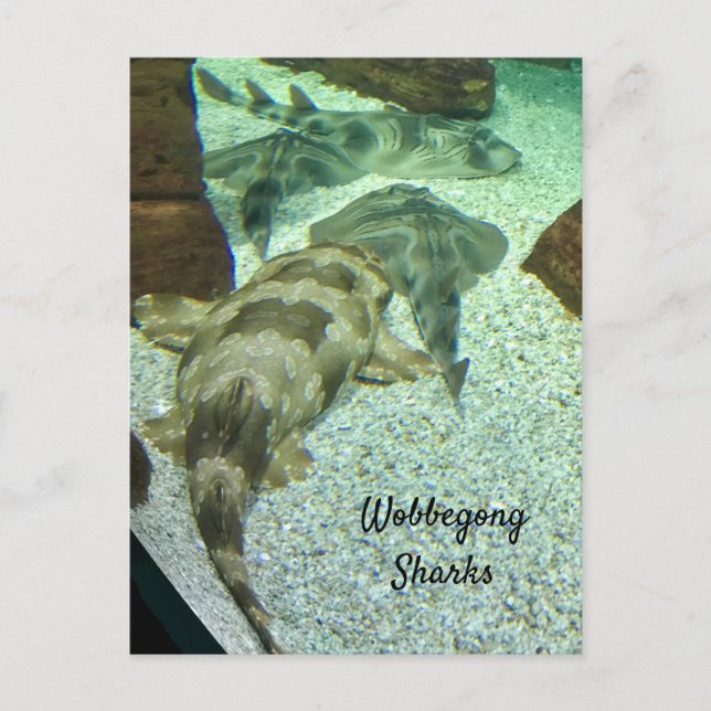 Carte Postale Les requins Wobbegong (Devant)