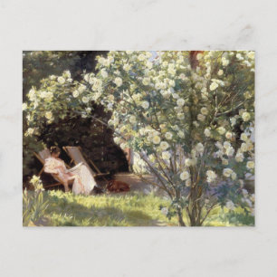 Carte Postale Les Roses de Kroyer