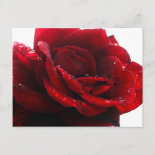 Carte Postale Les roses sont rouges