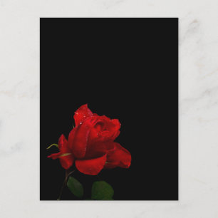 Carte Postale Les roses sont rouges