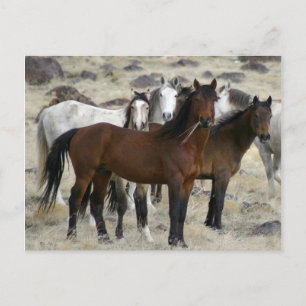 Carte Postale Les Sauvages