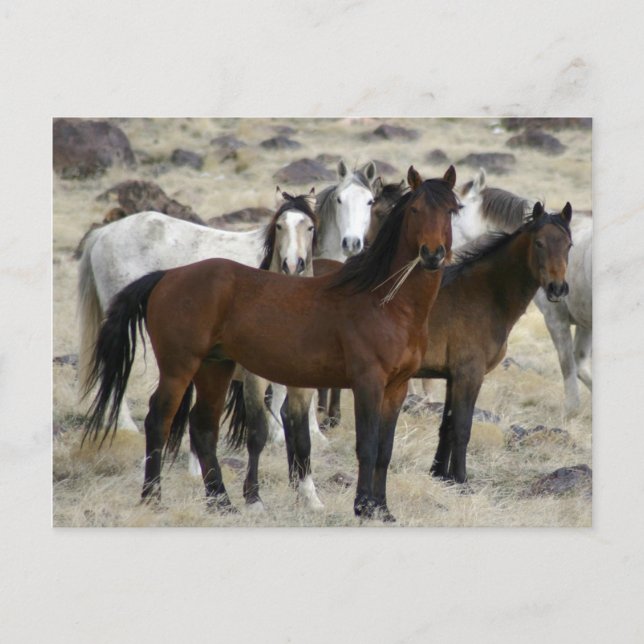 Carte Postale Les Sauvages (Devant)