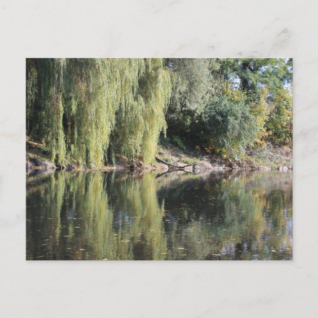 Carte Postale Les Sauvages Reflétés Dans La Rivière (Devant)
