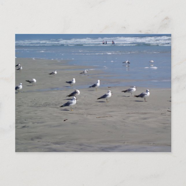 CARTE POSTALE LES SEAGULLES SUR LA PLAGE (Devant)
