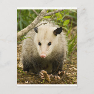 Carte Postale Les sommes d'argent sont jolies - Opossum Didelphi