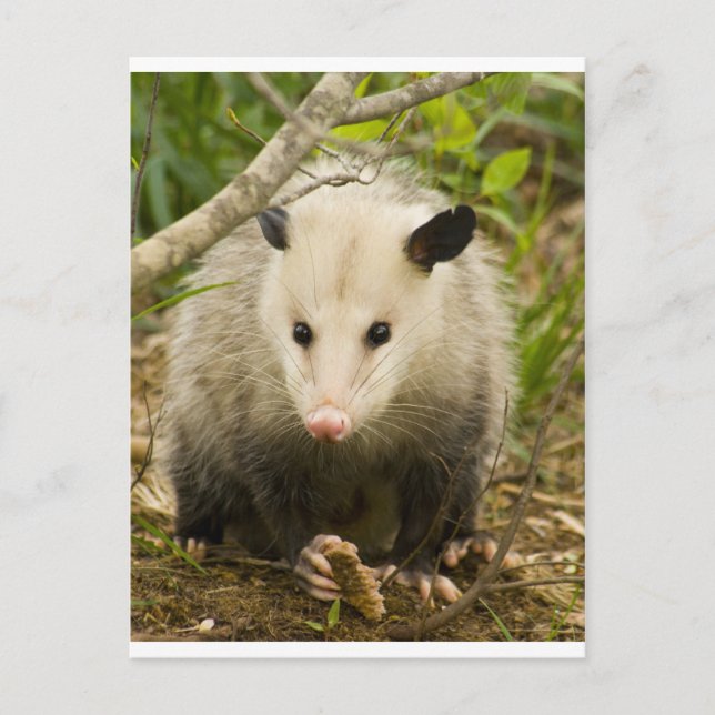 Carte Postale Les sommes d'argent sont jolies - Opossum Didelphi (Devant)