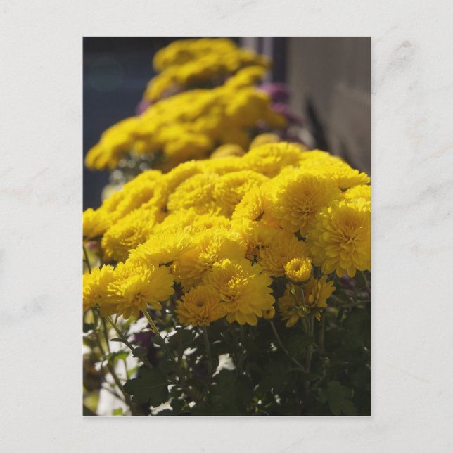 Carte Postale Les soucis jaunes se prélassent au soleil (Devant)