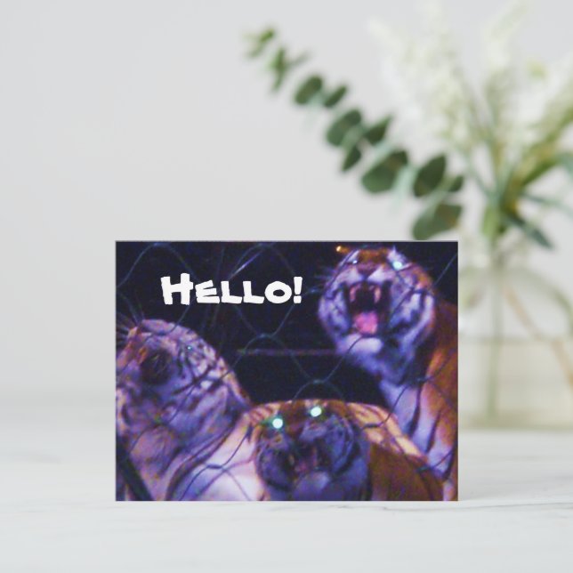 Carte postale LES TIGRES (Debout devant)