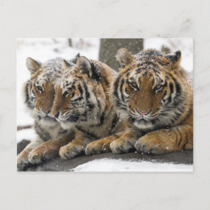 Carte Postale Les tigres d'hiver se serrent dans la neige