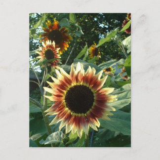 Carte Postale Les tournesols au soleil