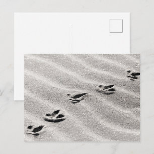 Carte Postale Les traces dans la nature du sable Photo