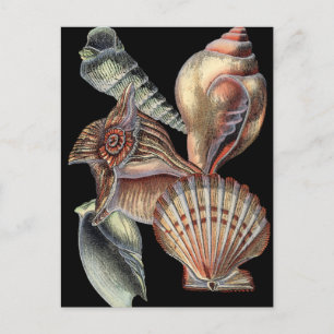 Carte Postale Les trésors de la mer