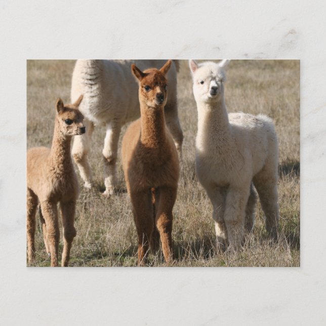 Carte Postale Les Trois Amigos, De Style Alpaca (Devant)