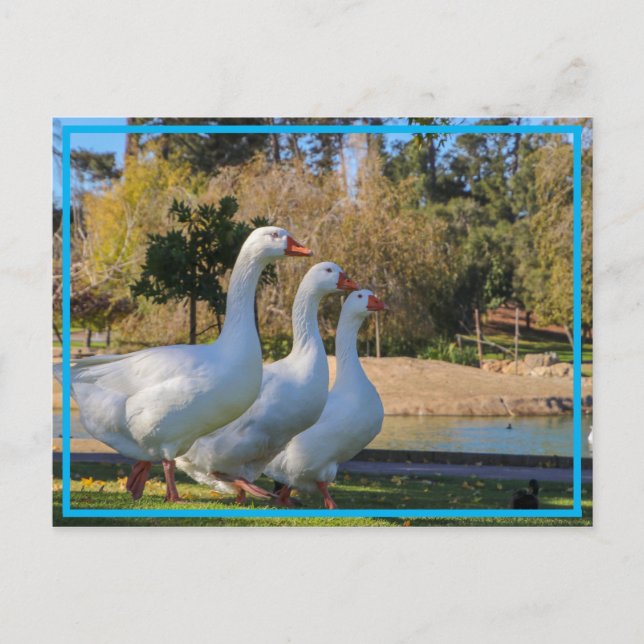 Carte Postale Les Trois Stooges (Devant)