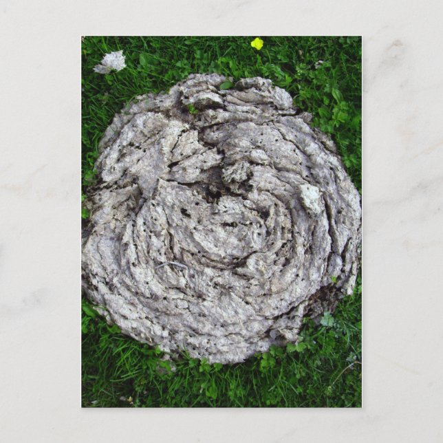 Carte Postale Les trucs de vache (Devant)