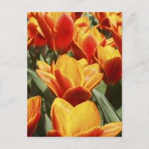 Carte Postale Les tulipes abondent dans les jardins de Keukenhof