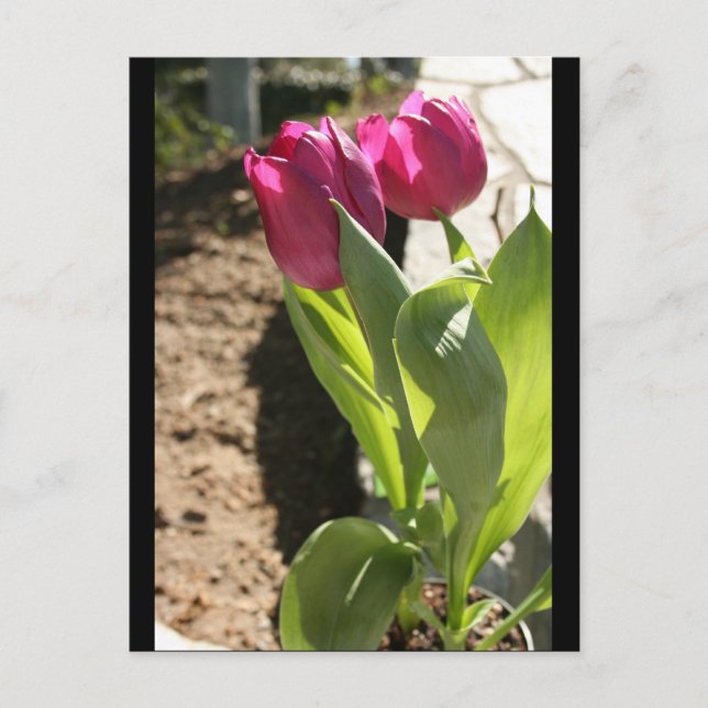 Carte Postale Les tulipes de mère (Devant)