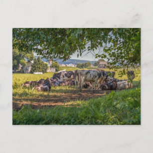 Carte Postale Les vaches de Lancanster PA