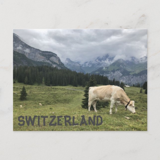 Carte Postale Les vaches suisses sont des vaches heureuses (Devant)