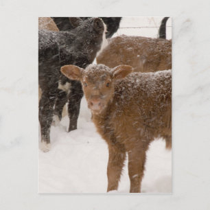 Carte Postale Les veaux dans la neige