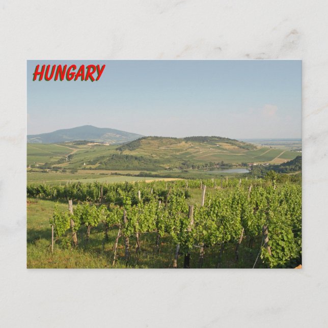 Carte Postale Les vignobles de Tokaj, Hongrie (Devant)