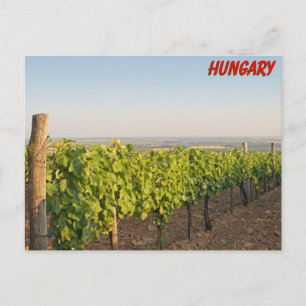 Carte Postale Les vignobles de Tokaj, Hongrie