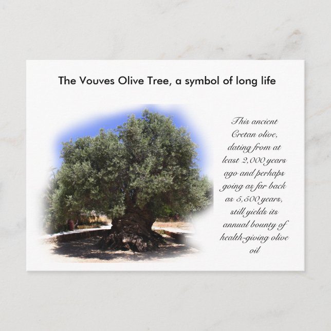 Carte Postale Les Vouves Olive Tree, symbole de la longue vie... (Devant)