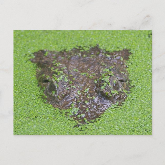 Carte Postale Les yeux de crocodile jettent l'eau (Devant)