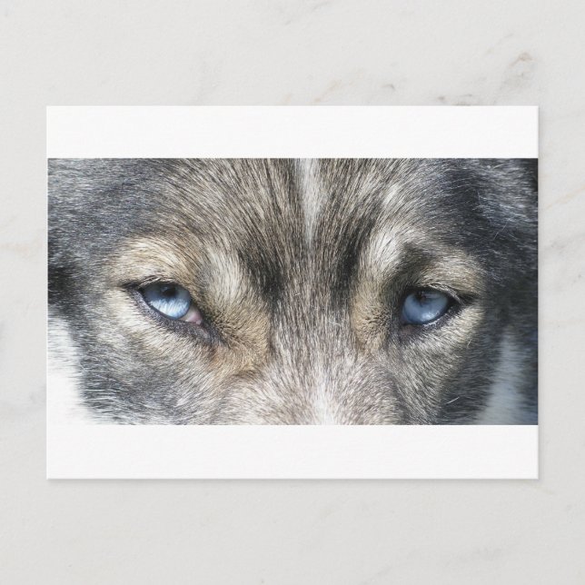 Carte Postale Les yeux d'Odin (Devant)