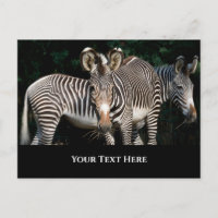 Les zèbres de Grevy