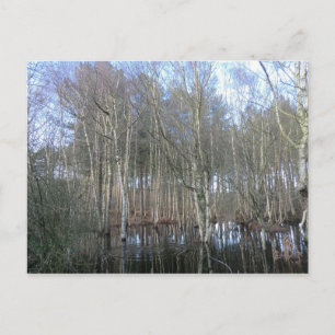 Carte Postale Les zones humides de la forêt de Delamere