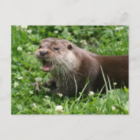 L'Esprit Joueur de la Otter Eurasienne