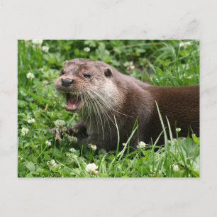 Carte Postale L'Esprit Joueur de la Otter Eurasienne