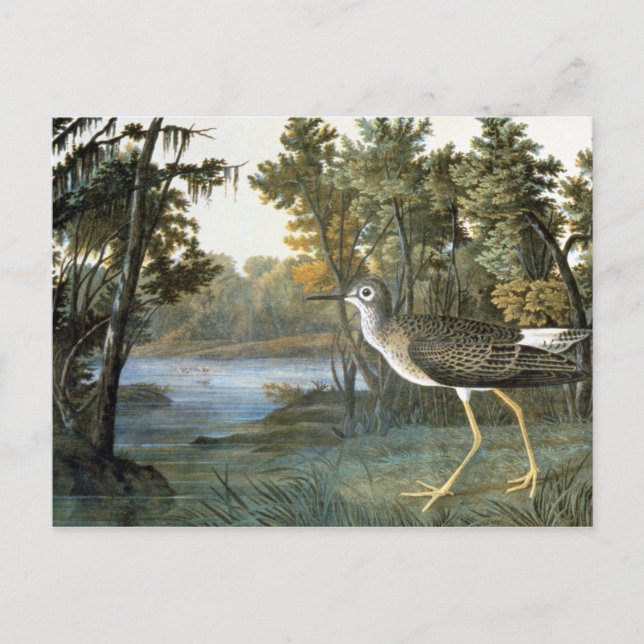 Carte Postale Lesser Yellowlegs (Devant)