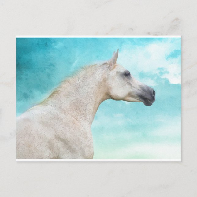 Carte Postale L'étalon blanc (Devant)