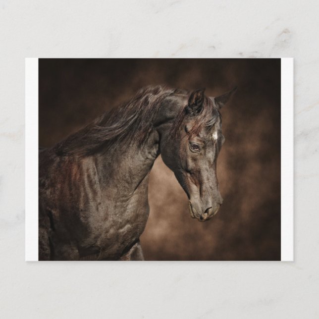 Carte Postale L'étalon solitaire (Devant)