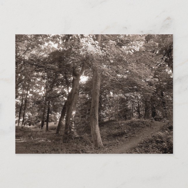 Carte Postale L'été dans les bois (Devant)