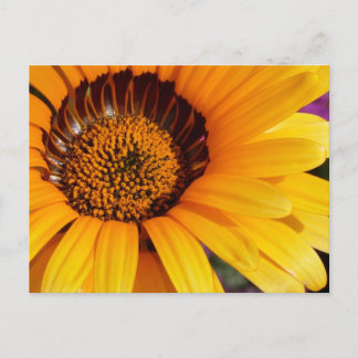 Carte Postale L'été en fleurs