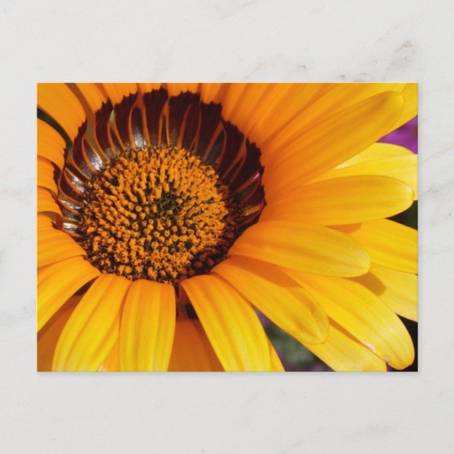 Carte Postale L'été en fleurs (Devant)
