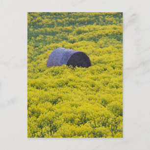 Carte Postale Lettonie, Lettonie du Nord-Est, région de Vidzeme,