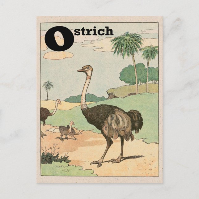 Carte Postale LETTRE ALLETTE D'Ostrich (Devant)