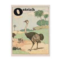 LETTRE ALLETTE D'Ostrich