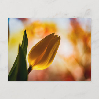 Carte Postale LETTRE Jaune Tulipe rapide Bonjour PostCard