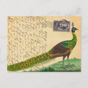 Carte Postale Lettre paon vintage avec timbre et cachet