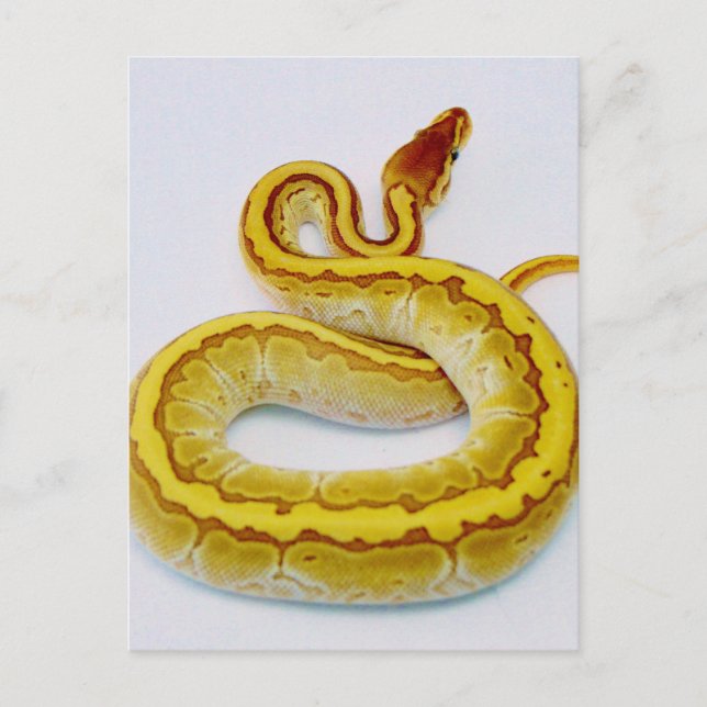 Carte Postale LETTRE "S" Yellow Ball Python (Devant)