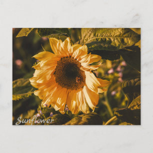 Carte Postale Lettre tournesol Postcard Communication Mail