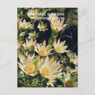 Carte Postale Leucadendron, jardins botaniques de Dandenong, Vic