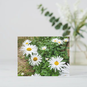 Carte Postale Leucanthemum Blooms