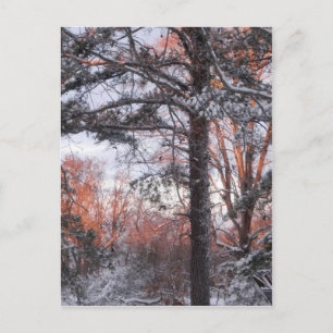 Carte Postale Lever de neige Hiver Pine de neige Photo